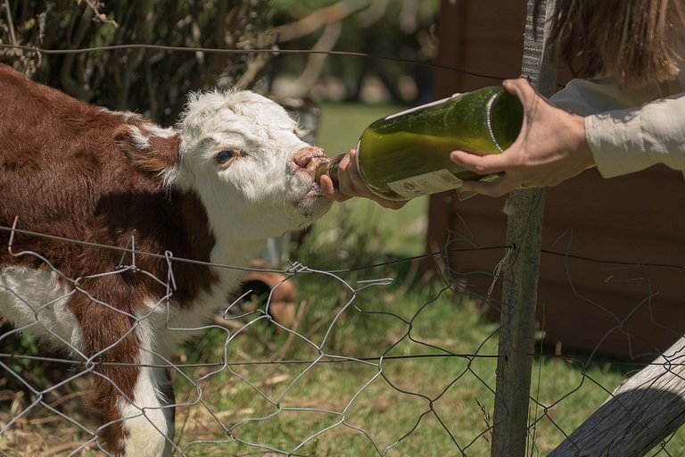 Casa de Campo -experiencia rural a 35 km del centro