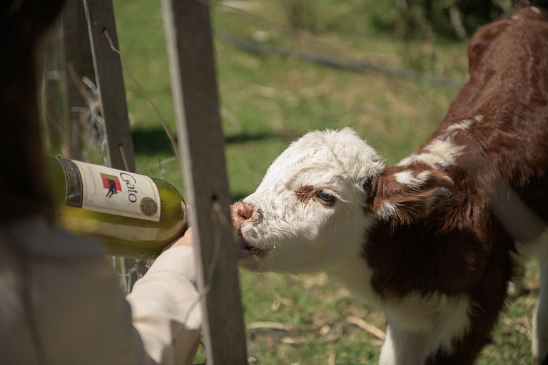 Casa de Campo -experiencia rural a 35 km del centro