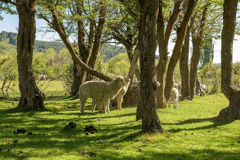 Casa de Campo -experiencia rural a 35 km del centro